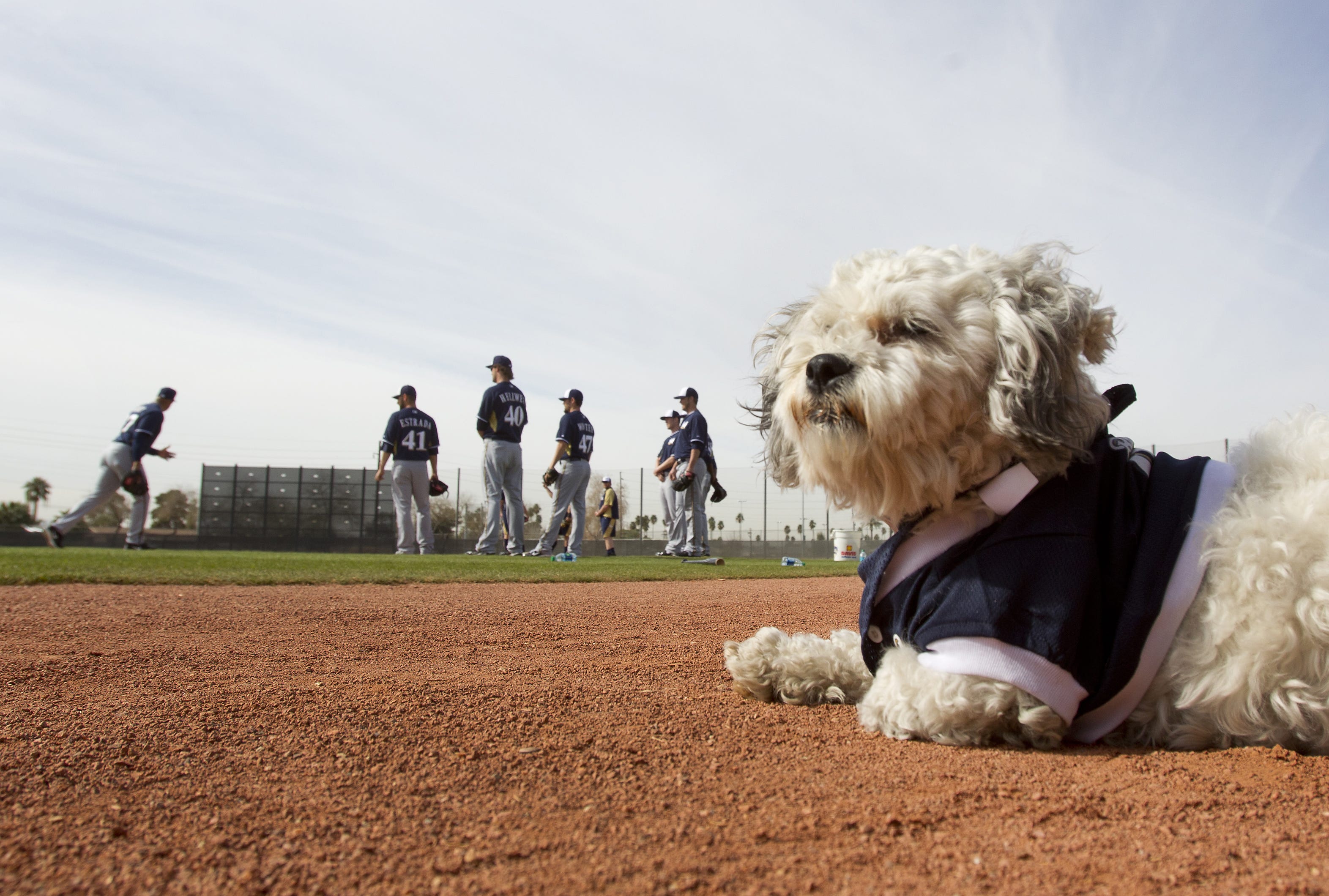 brewers dog jersey